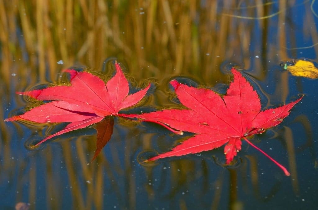 5 Fall pond maintenance tips