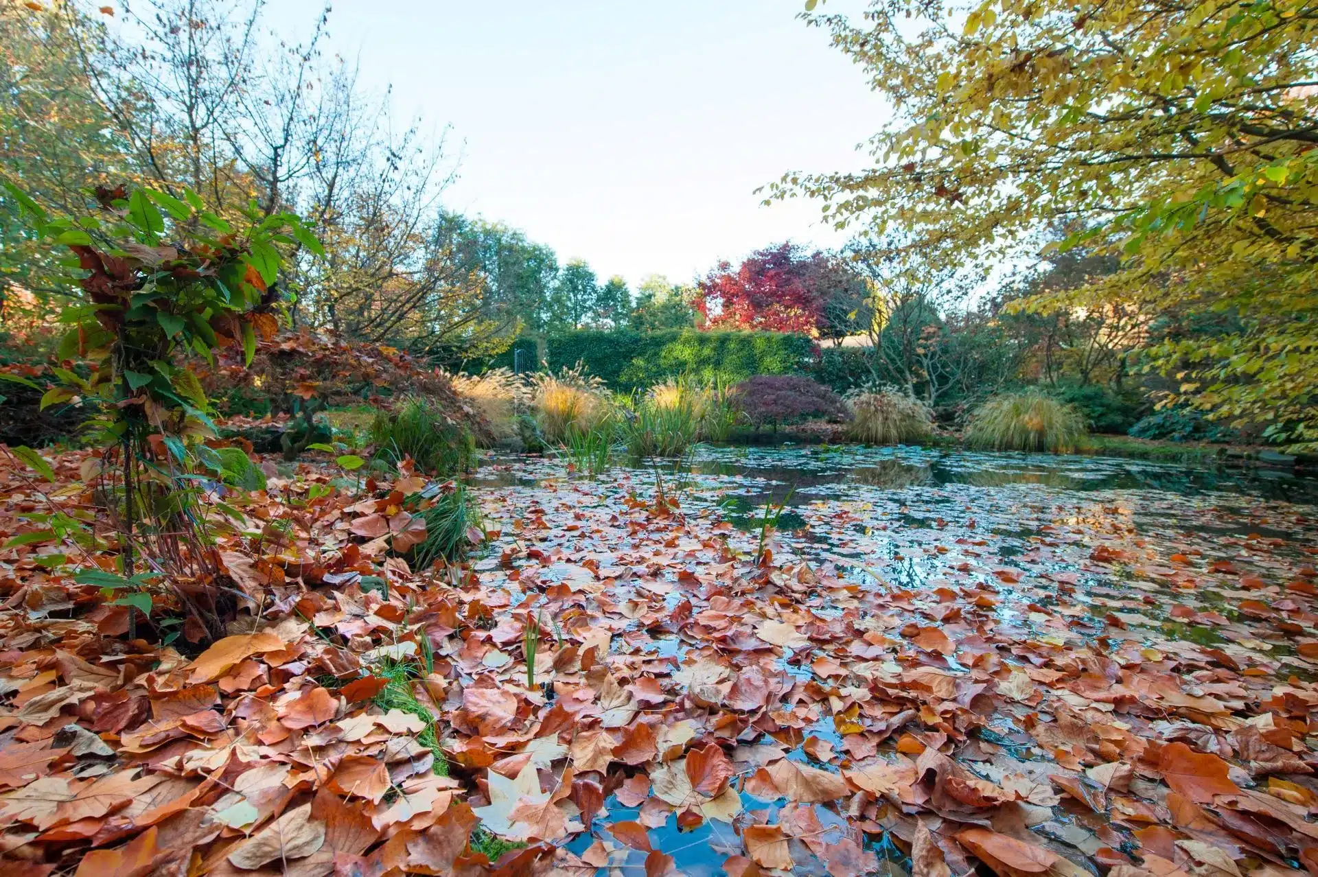 Get your Pond Ready for Fall