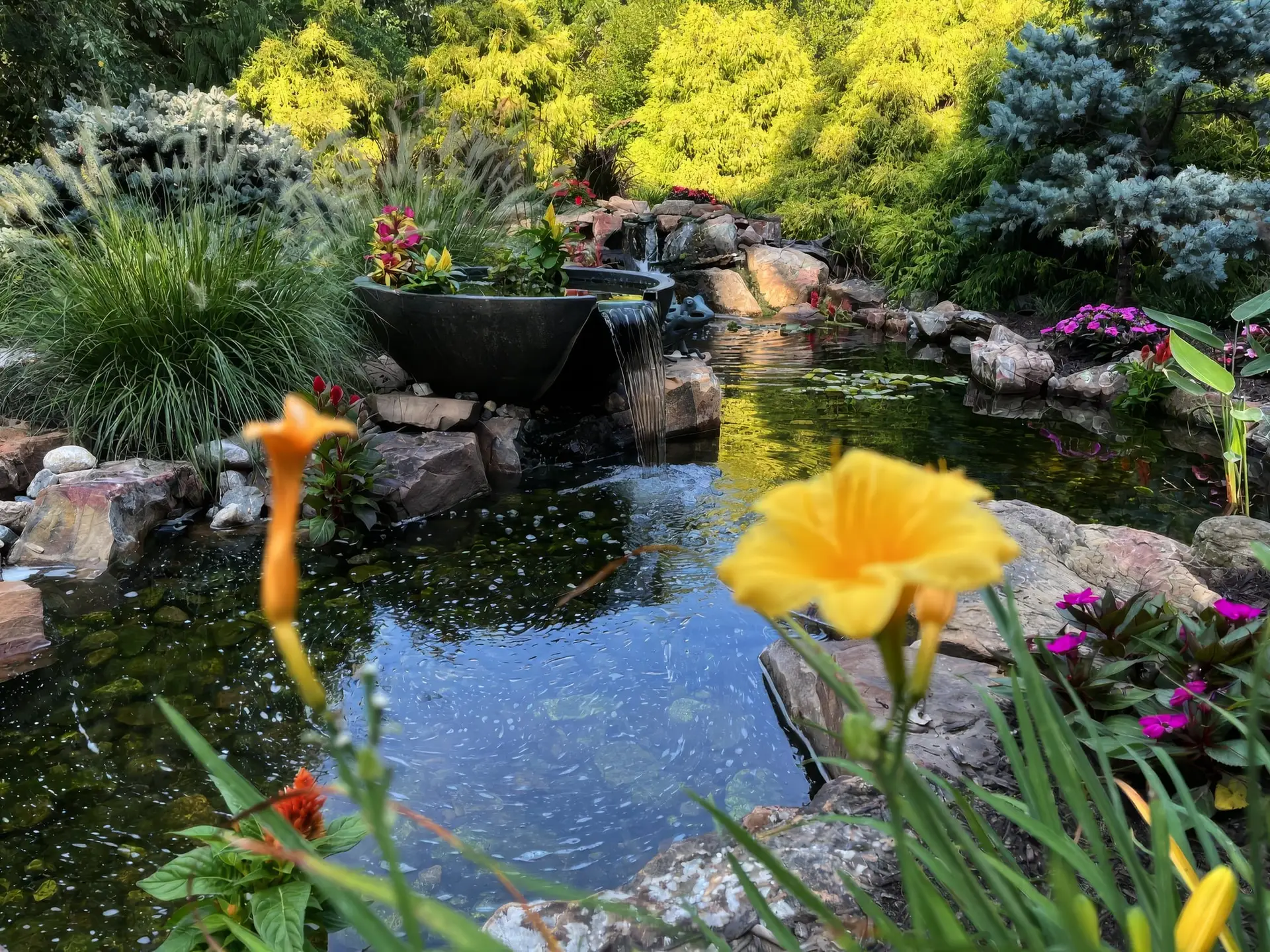 A koi pond with a spillway bowl fountain, water lilies and a yellow day lily in the foreground