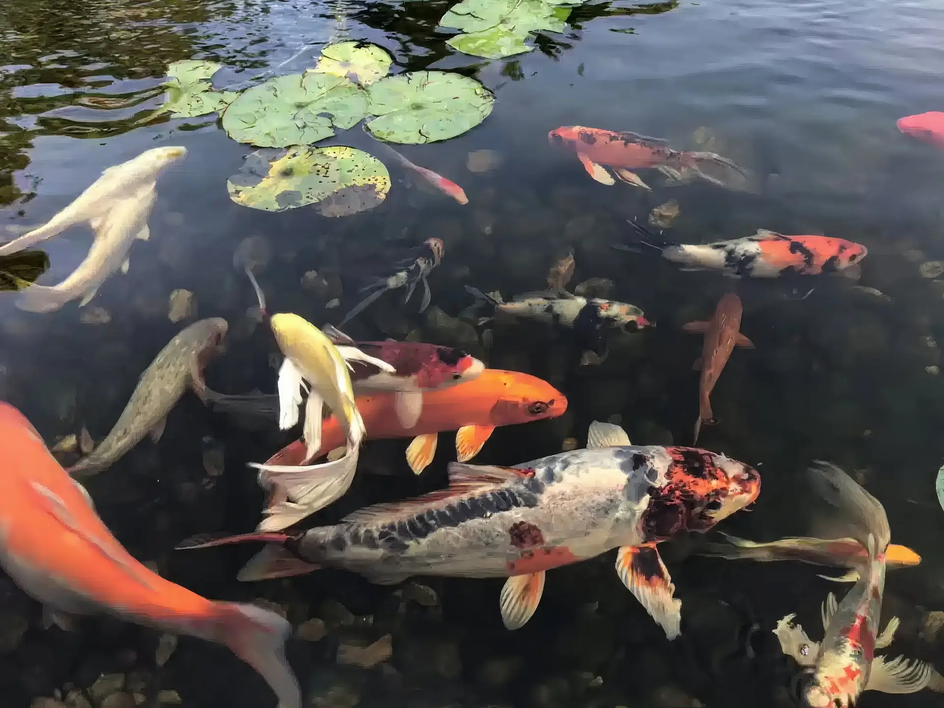 Orange, white and black koi gathering at the surface of a clear pond